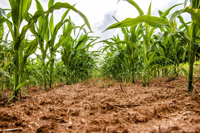 2025 Corn Yield Forecast